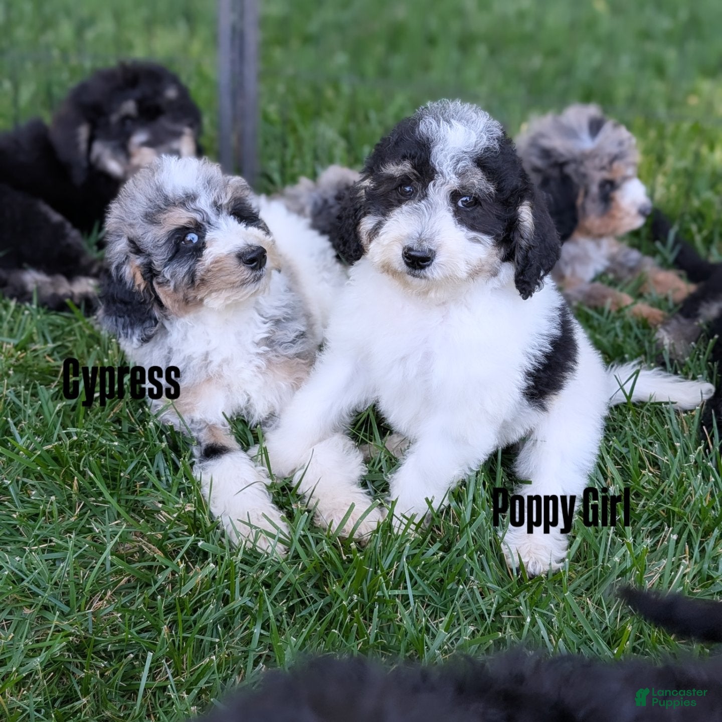 Mixed Breed dogs Mixed Breed Puppy 7 - Ad 1