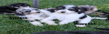 Mixed Breed Puppy 7