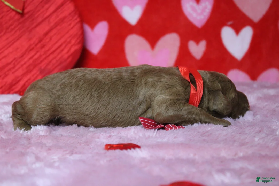 Goldendoodle dogs for sale: Sprite  - Ad 6