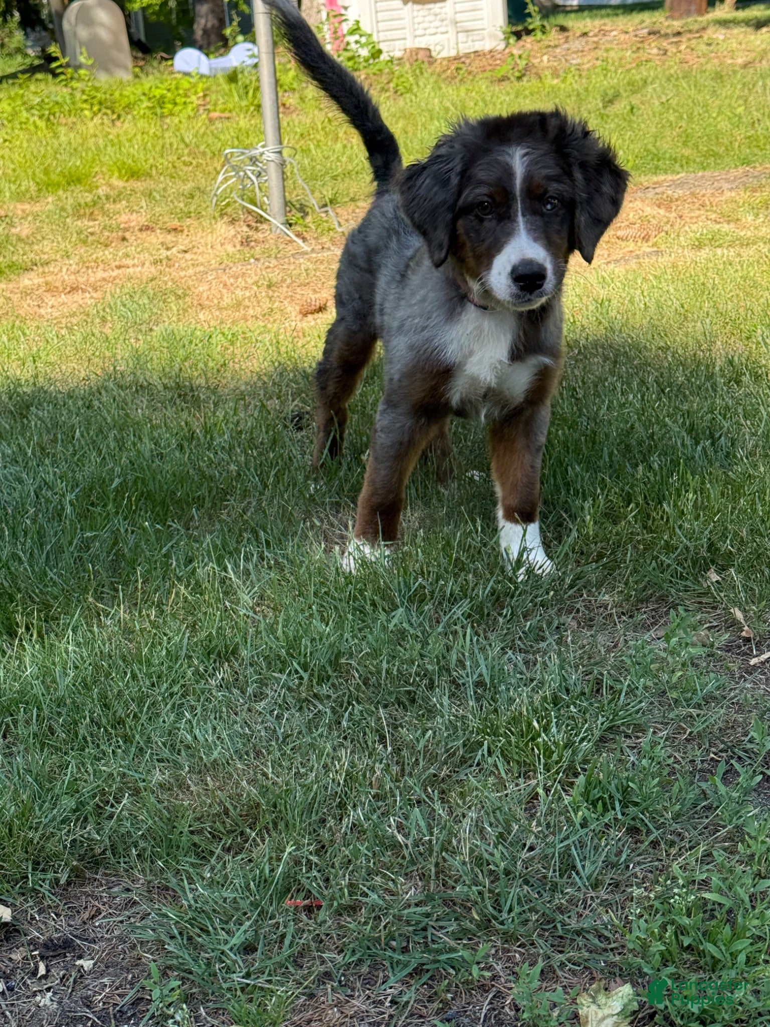 Mini Bernedoodle dogs Mini Bernedoodle 1 - Ad 36