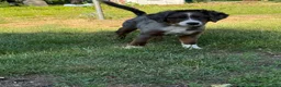 Mini Bernedoodle dogs for sale: Mini Bernedoodle 1 - Ad 1