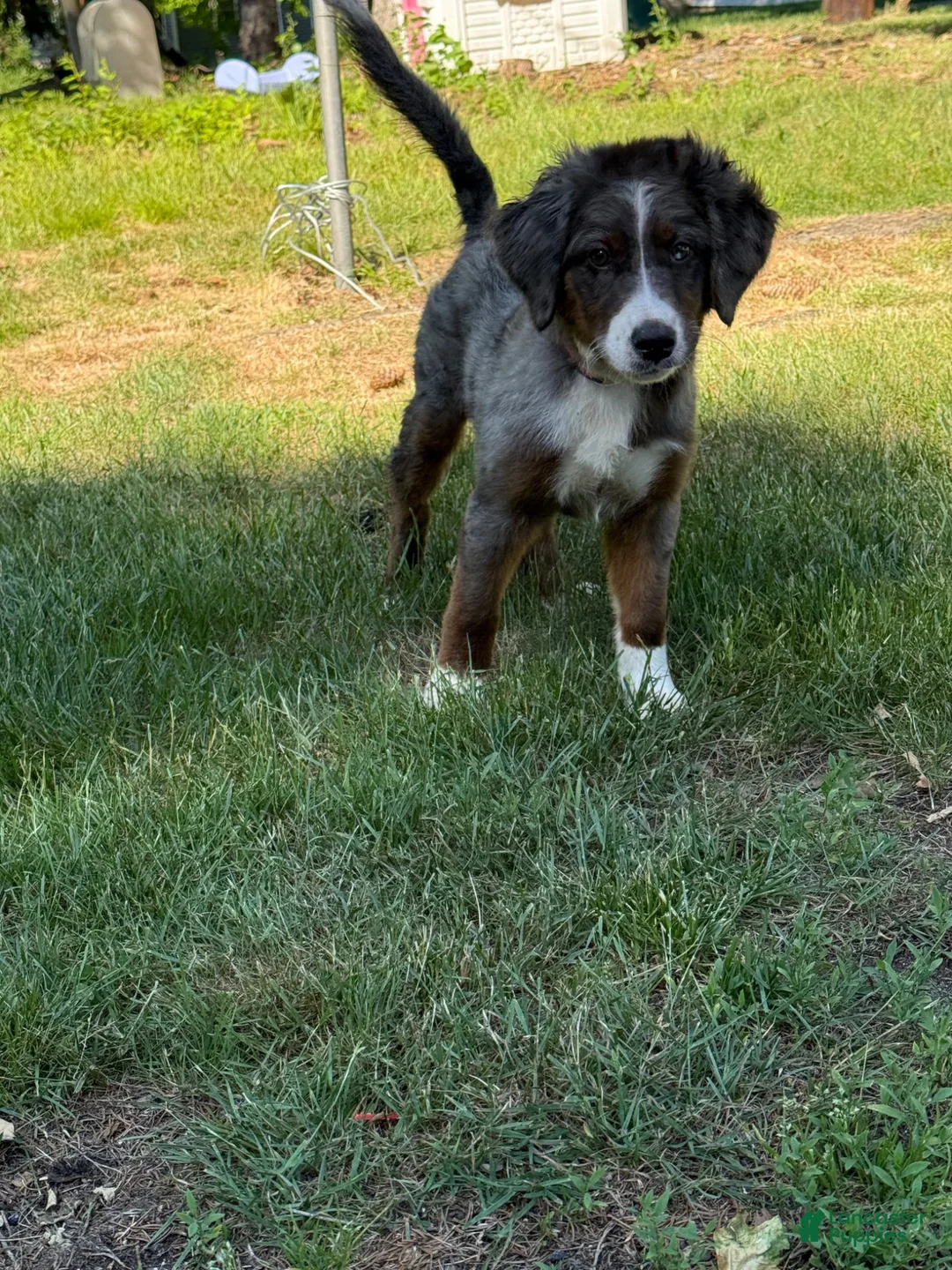 Mini Bernedoodle dogs for sale: Mini Bernedoodle 1 - Ad 1