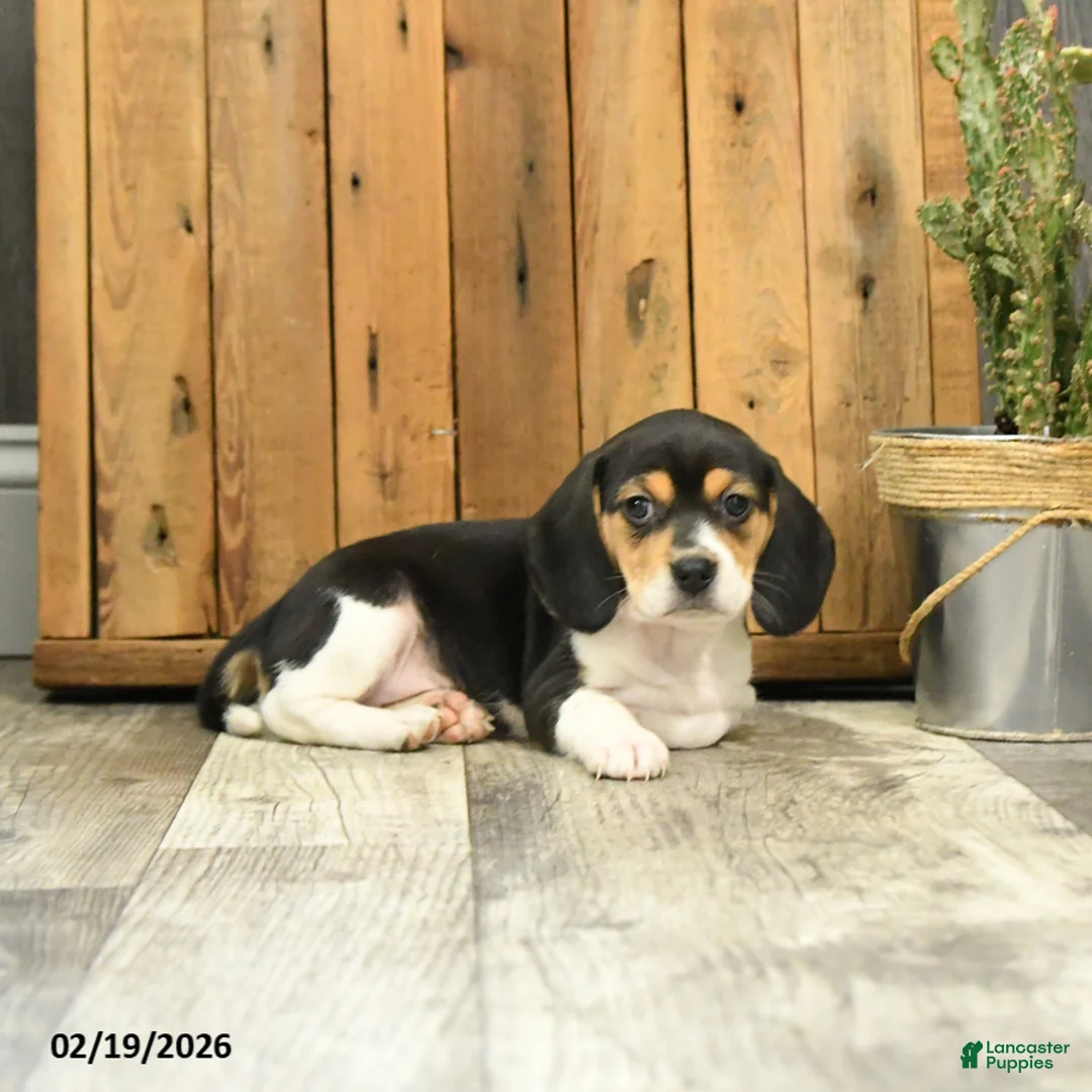 Beagle dogs for sale: Trixy - Ad 3