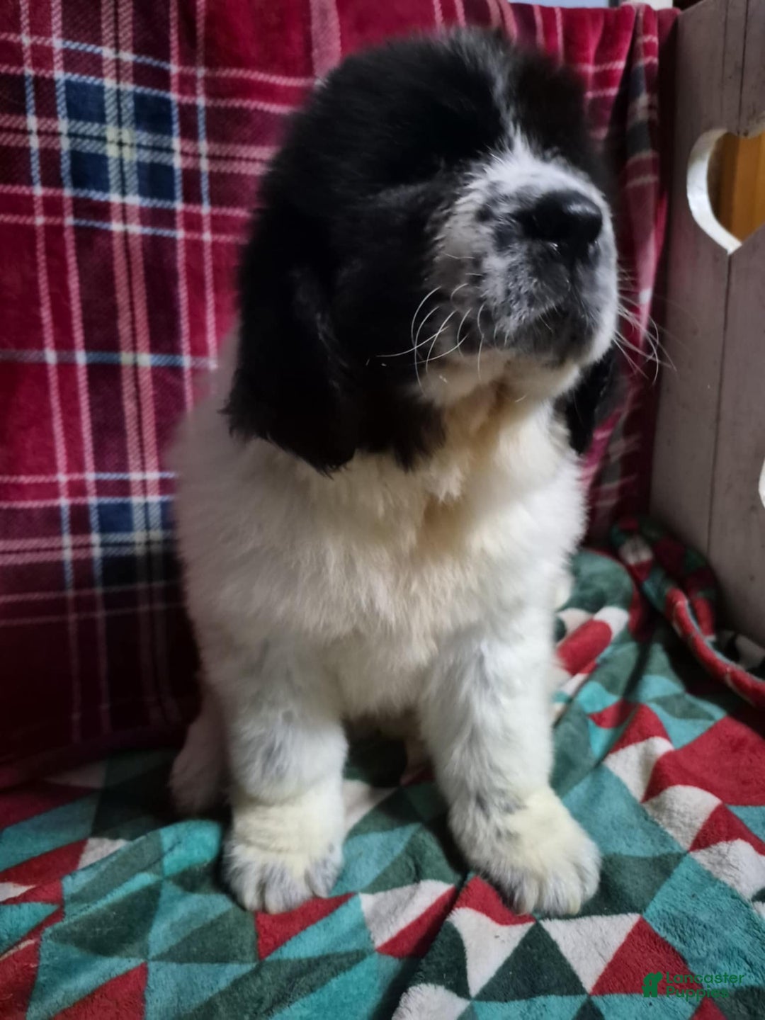 Newfoundland dogs for sale: Newfoundland Puppy 1 - Ad 2