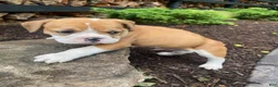 Mixed Breed dogs for sale: Hank - Ad 9