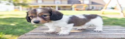 Miniature Dachshund dogs for sale: Calvin - Ad 4