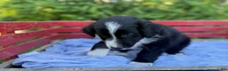 Australian Shepherd dogs for sale: Shiloh - Ad 1