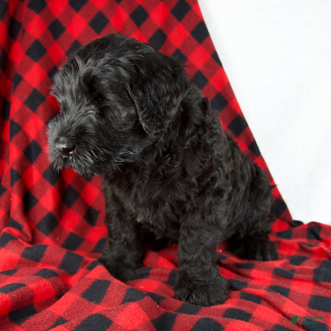 Giant Schnauzer dogs for sale: Arlin - Ad 6