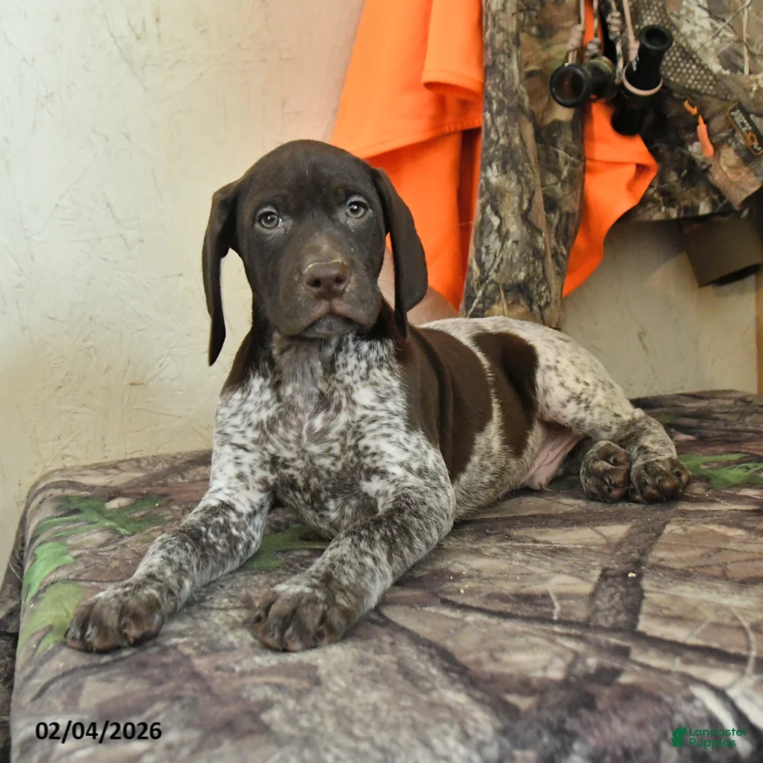 German Shorthaired Pointer dogs for sale: Drake - Ad 4