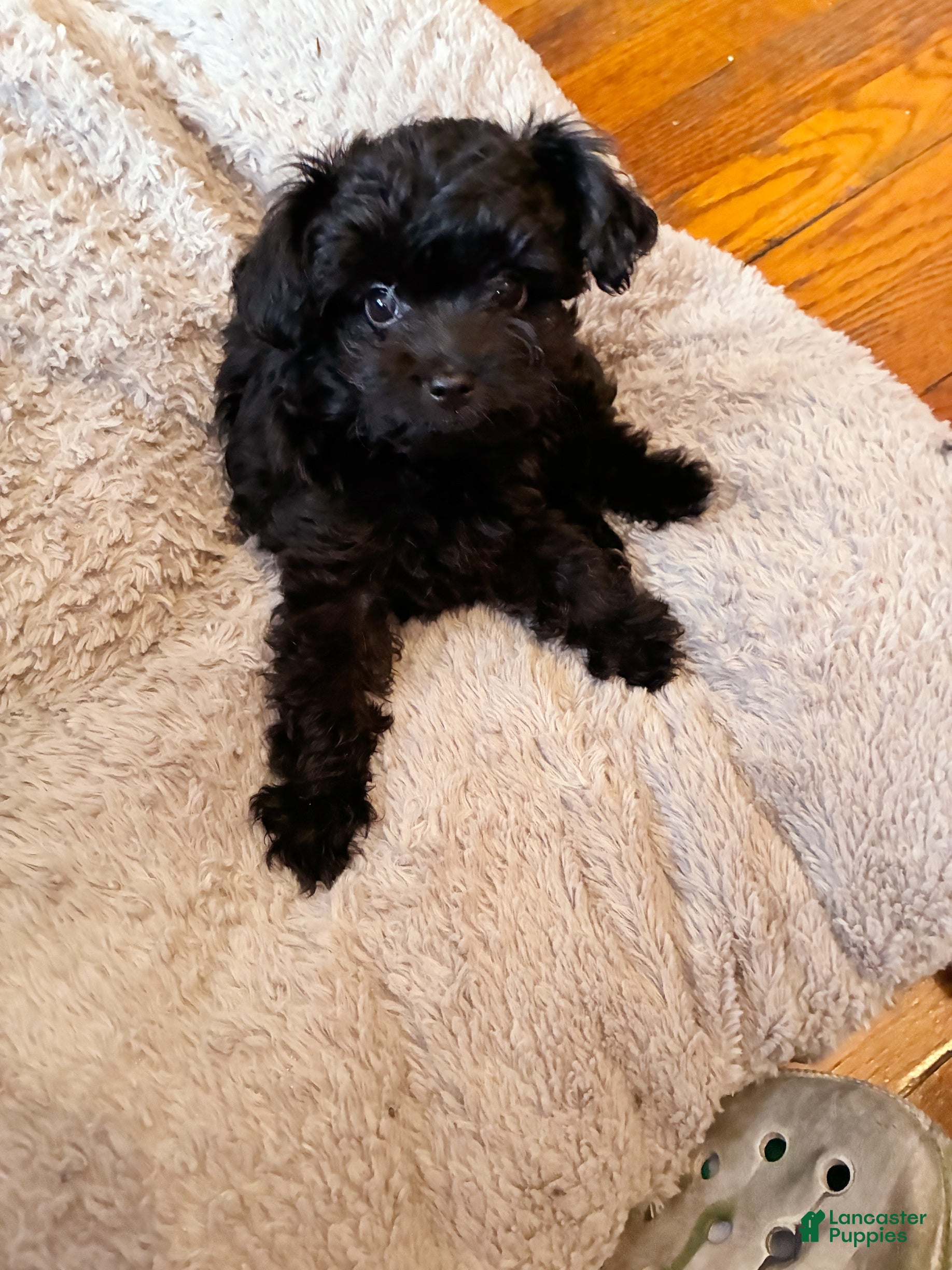 Yorkiepoo dogs Cyprus Caesar  - Ad 7