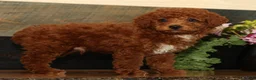 Miniature Poodle dogs for sale: Kenny - Ad 3
