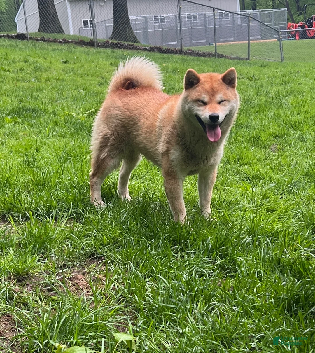 Shiba Inu dogs for sale: Shiba Inu 1 - Ad 5