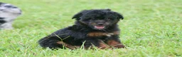Aussiedoodle dogs for sale: Colt - Ad 3