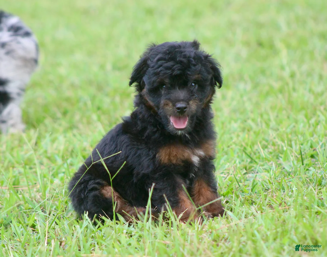 Aussiedoodle dogs for sale: Colt - Ad 3