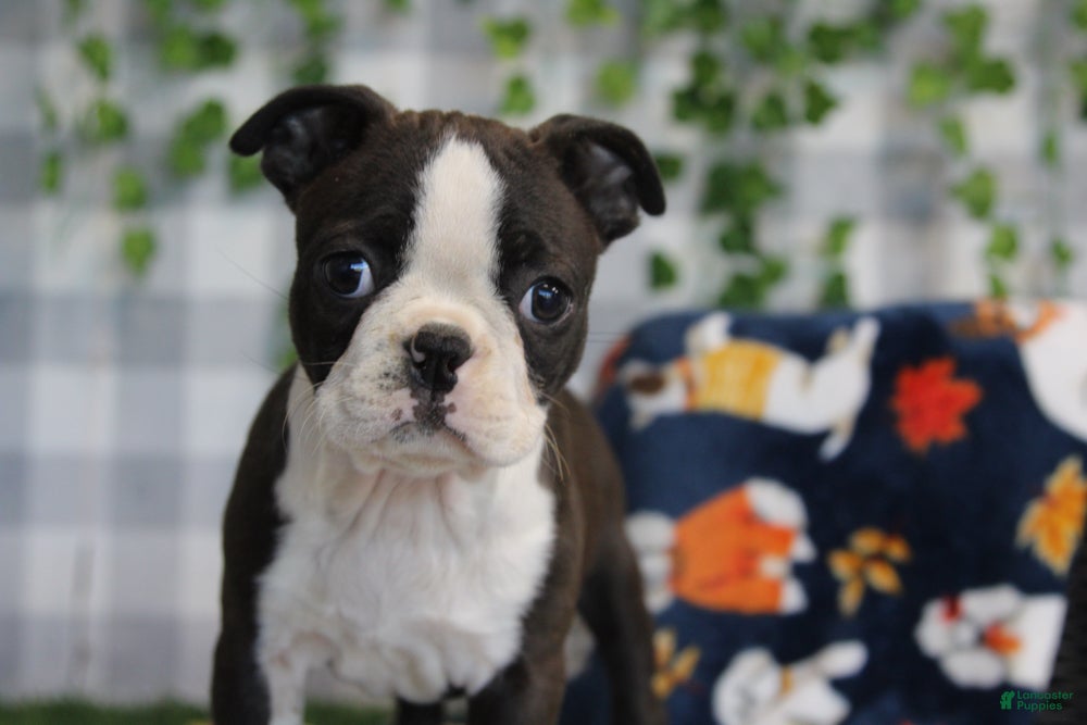 Boston Terrier dogs for sale: Star - Ad 1