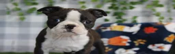 Boston Terrier dogs for sale: Star - Ad 1