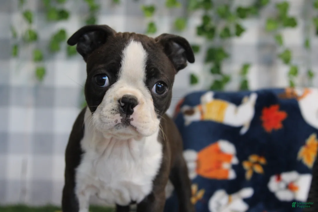 Boston Terrier dogs for sale: Star - Ad 1