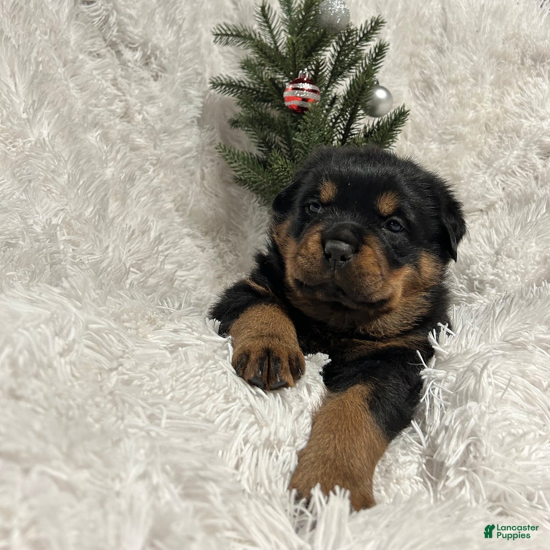 Rottweiler dogs for sale: Zuma - Ad 2