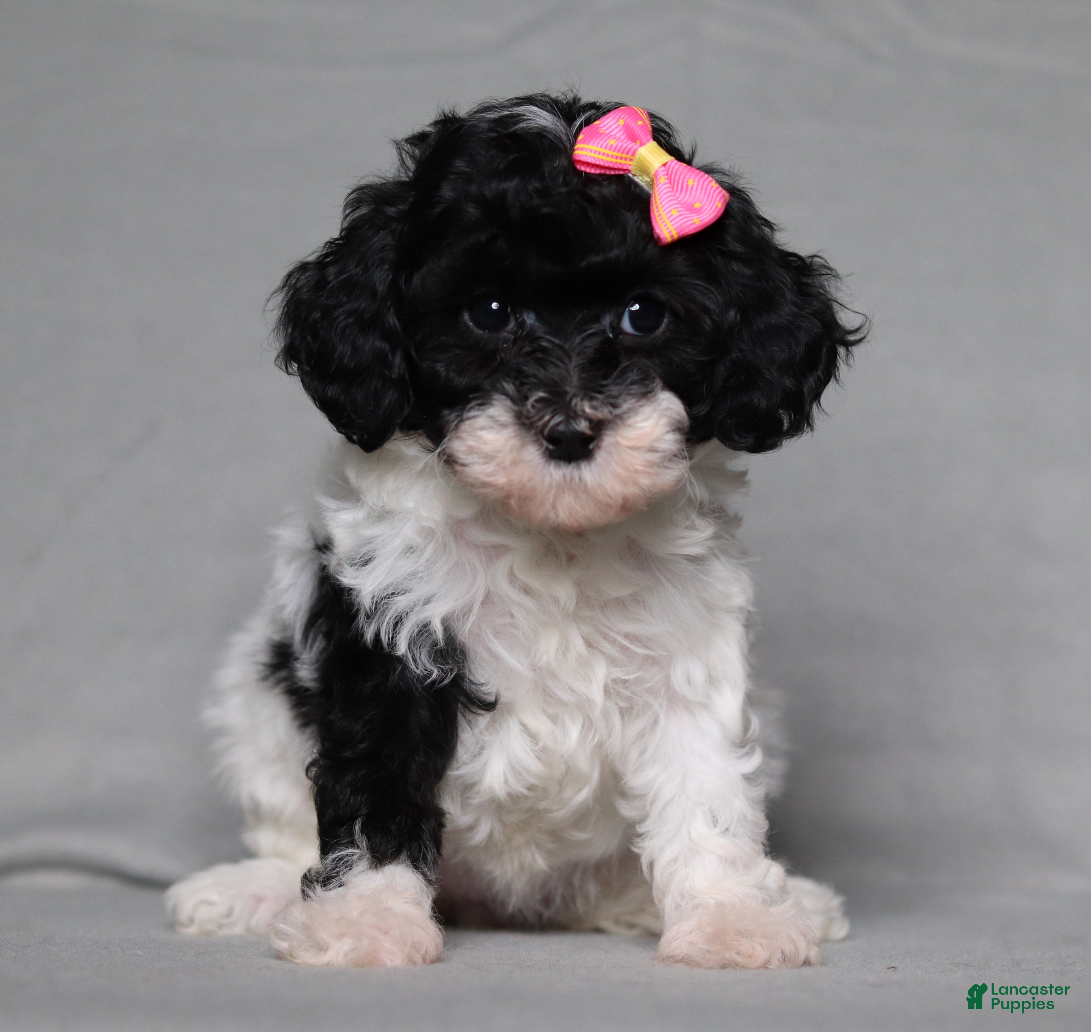 Mixed Breed dogs for sale: Winnie - Ad 3