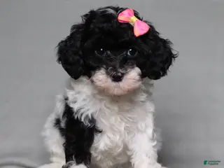 Mixed Breed dogs for sale: Winnie - Ad 3