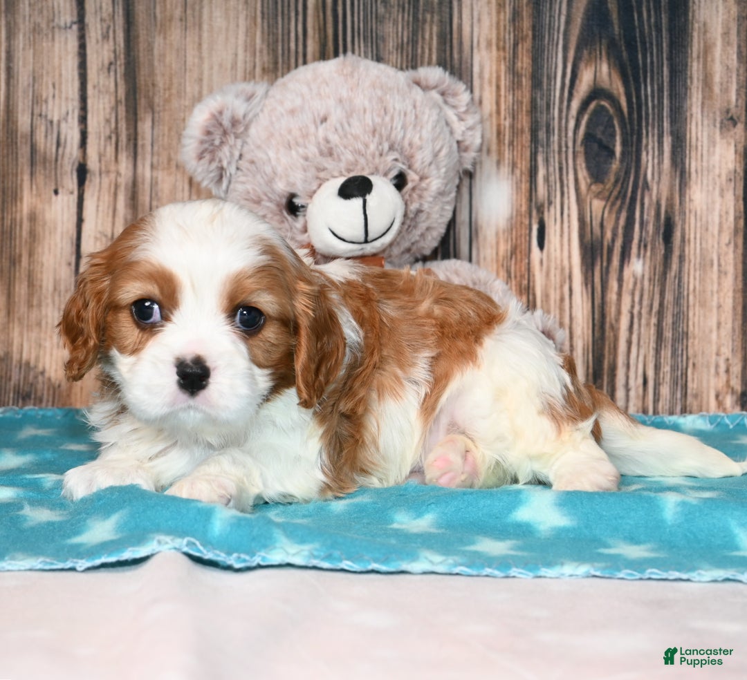 Cavalier King Charles Spaniel dogs for sale: Gizmo  - Ad 6