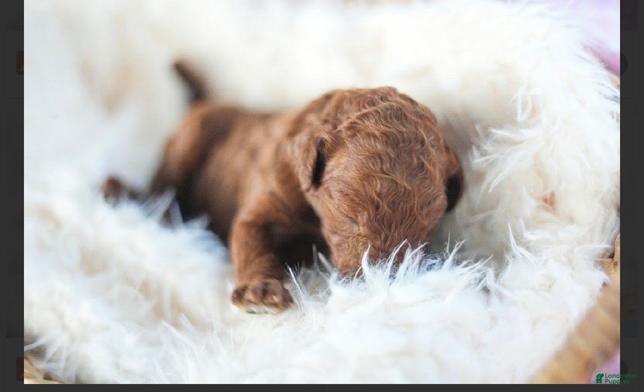 Standard Poodle dogs for sale: Standard Poodle 9 - Ad 2