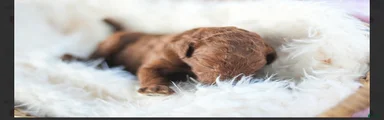 Standard Poodle 9