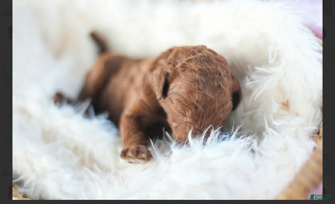 Standard Poodle dogs for sale: Standard Poodle 9 - Ad 1
