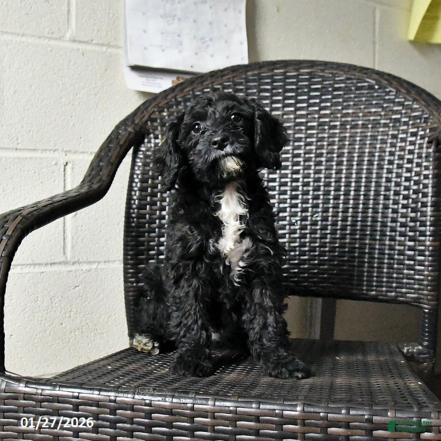 Cockapoo dogs Millie - Ad 4