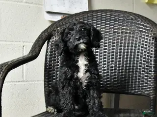 Cockapoo dogs Millie - Ad 4