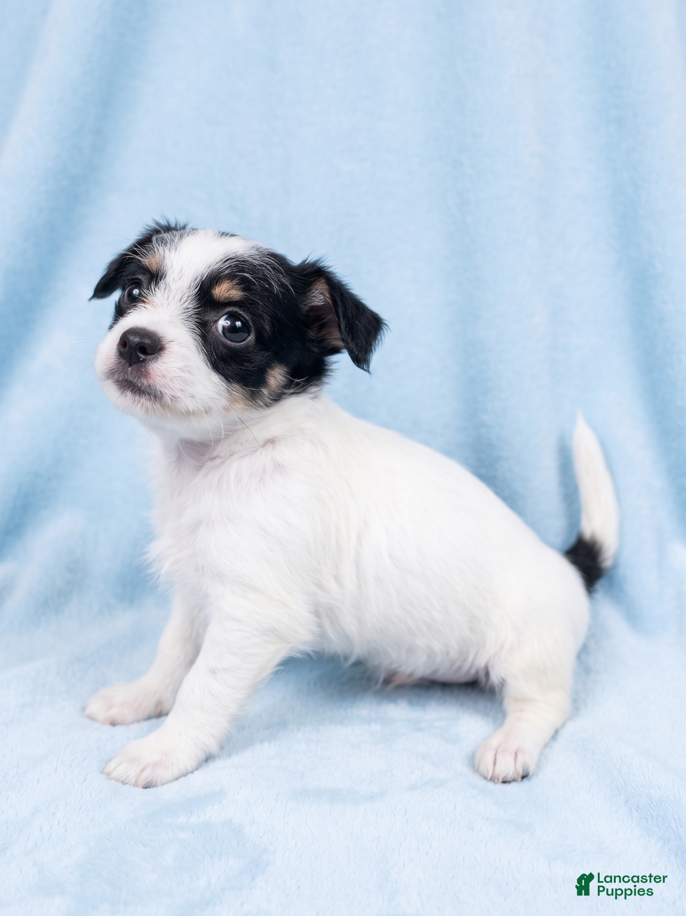 Mixed Breed dogs Bentley - Ad 2