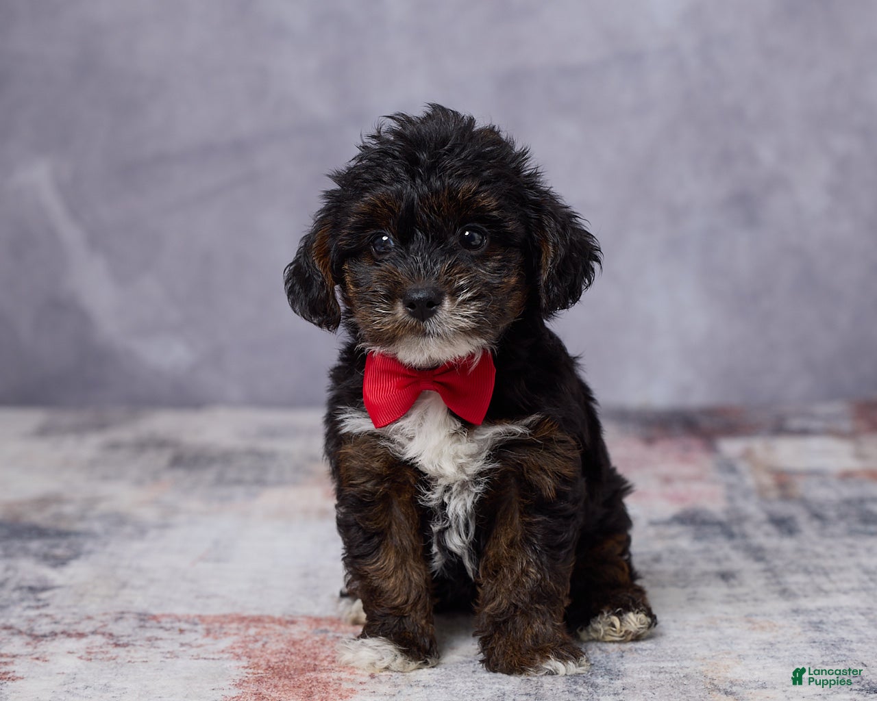 Yorkiepoo dogs Milo - Ad 1