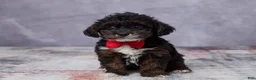 Yorkiepoo dogs for sale: Milo - Ad 1