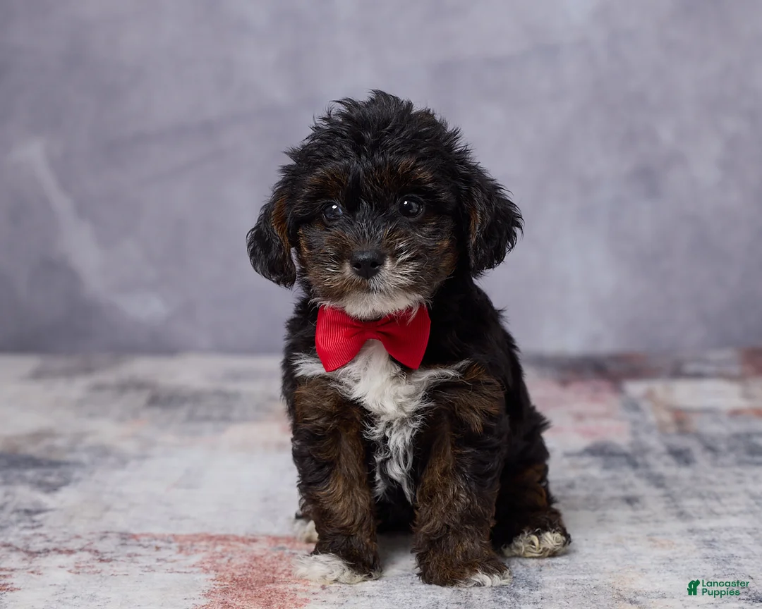 Yorkiepoo dogs for sale: Milo - Ad 1