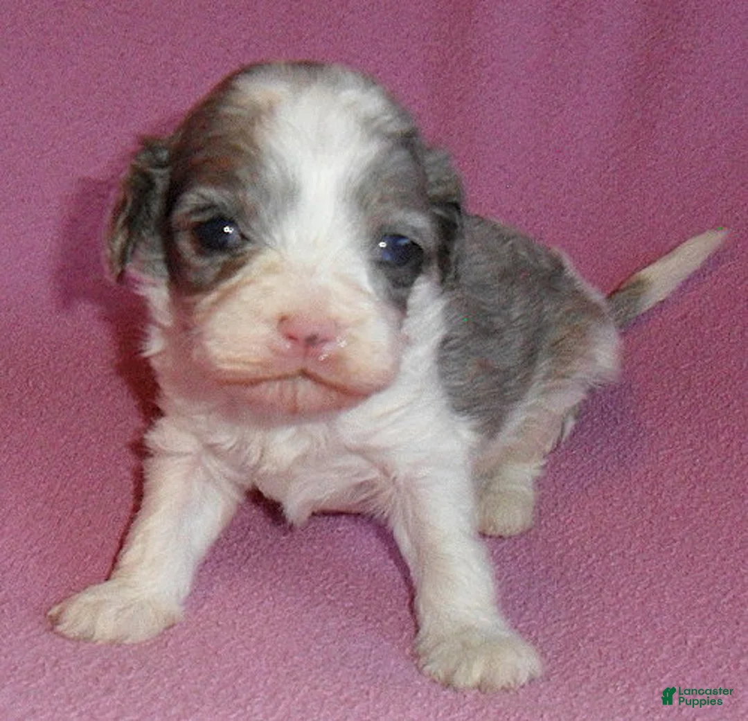 Cockapoo dogs for sale: Katie - Ad 5