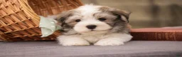 Havanese dogs for sale: Darcy Havanese  - Ad 8