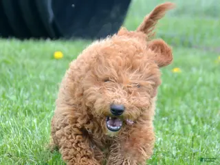 Goldendoodle dogs Mini Goldendoodle Puppy 1 Eddie - Ad 14