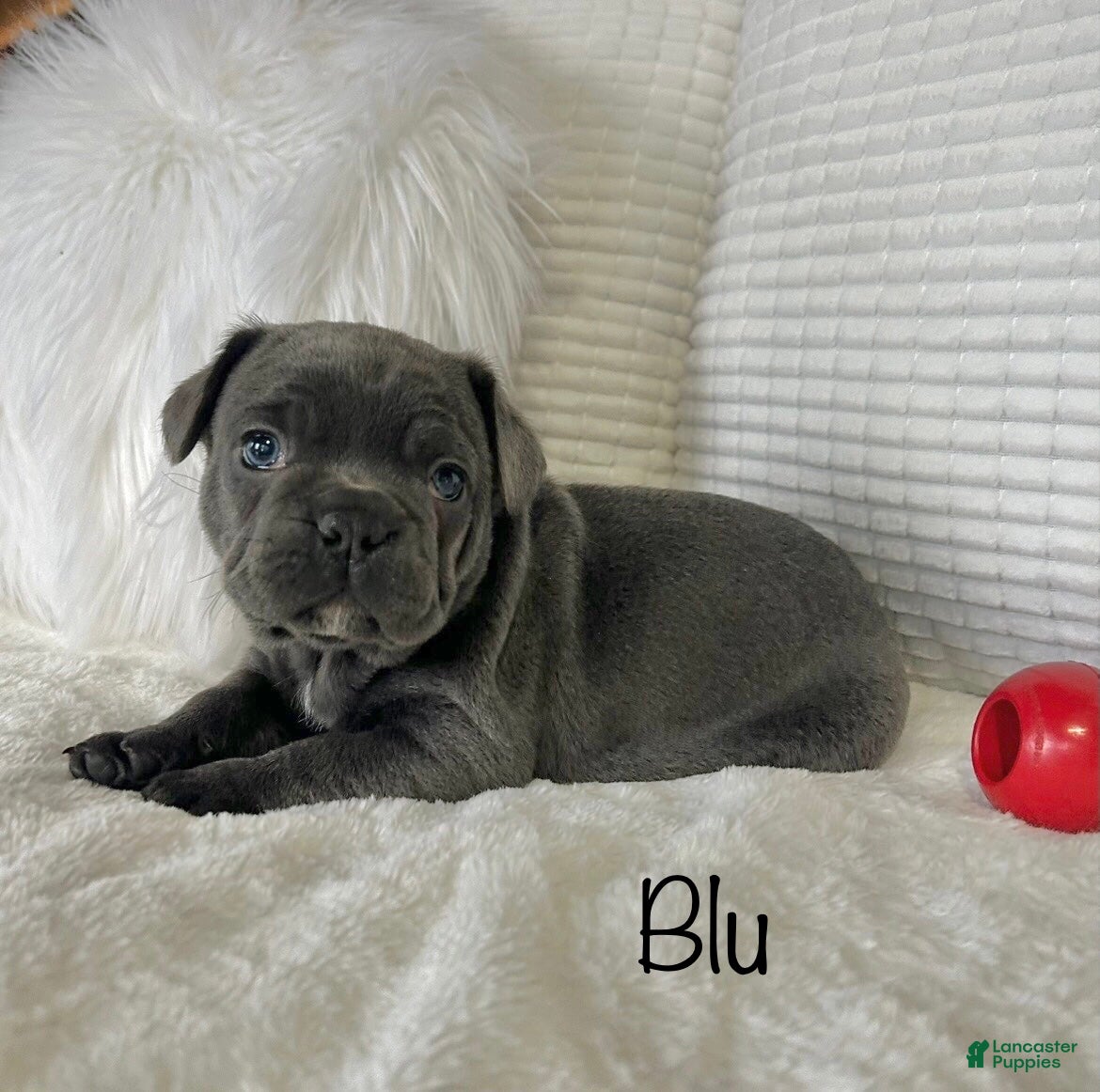 Mixed Breed dogs Blu - Ad 25
