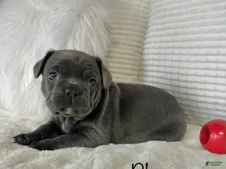 Mixed Breed dogs Blu - Ad 25