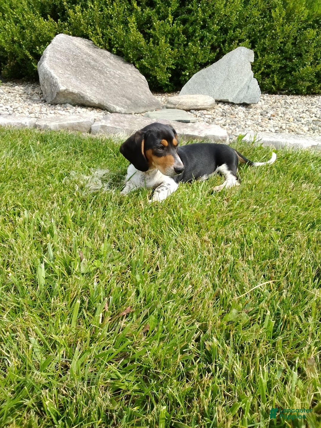 Miniature Dachshund dogs for sale: Jaxon - Ad 3