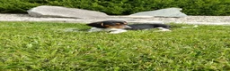 Miniature Dachshund dogs for sale: Jaxon - Ad 1