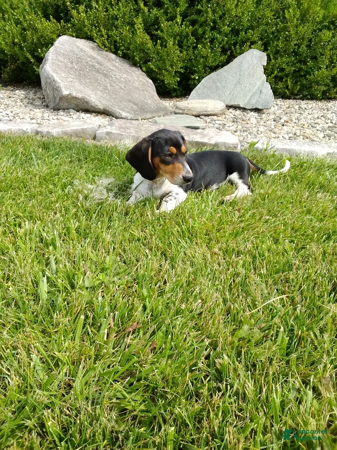 Miniature Dachshund dogs for sale: Jaxon - Ad 1
