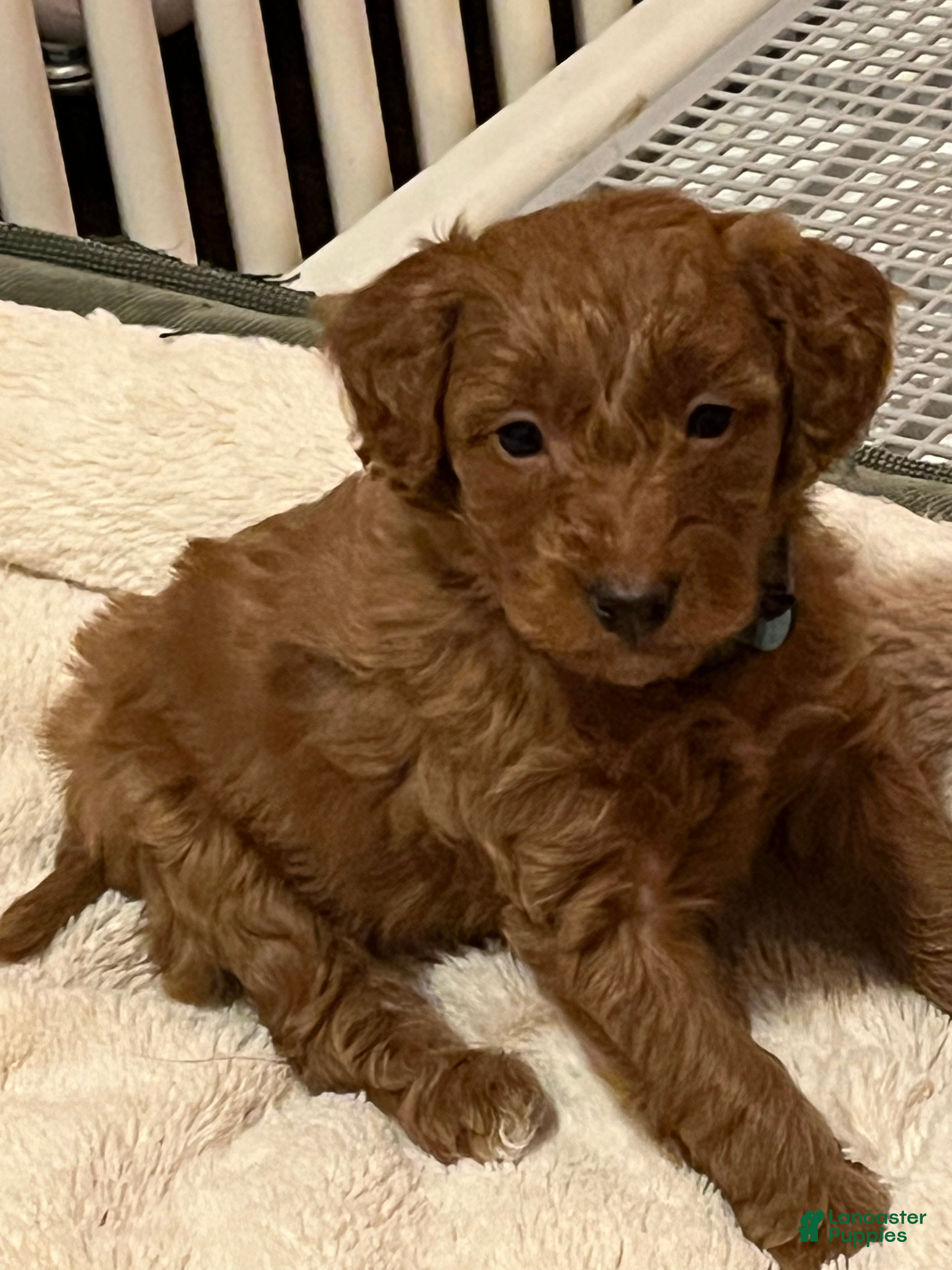 Mini Goldendoodle dogs Flapjack - Ad 4