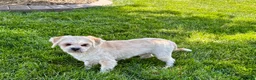 Lhasa Apso dogs for sale: Beau - Ad 5