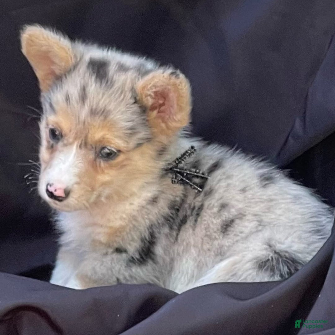 Gallery Image {{count}}