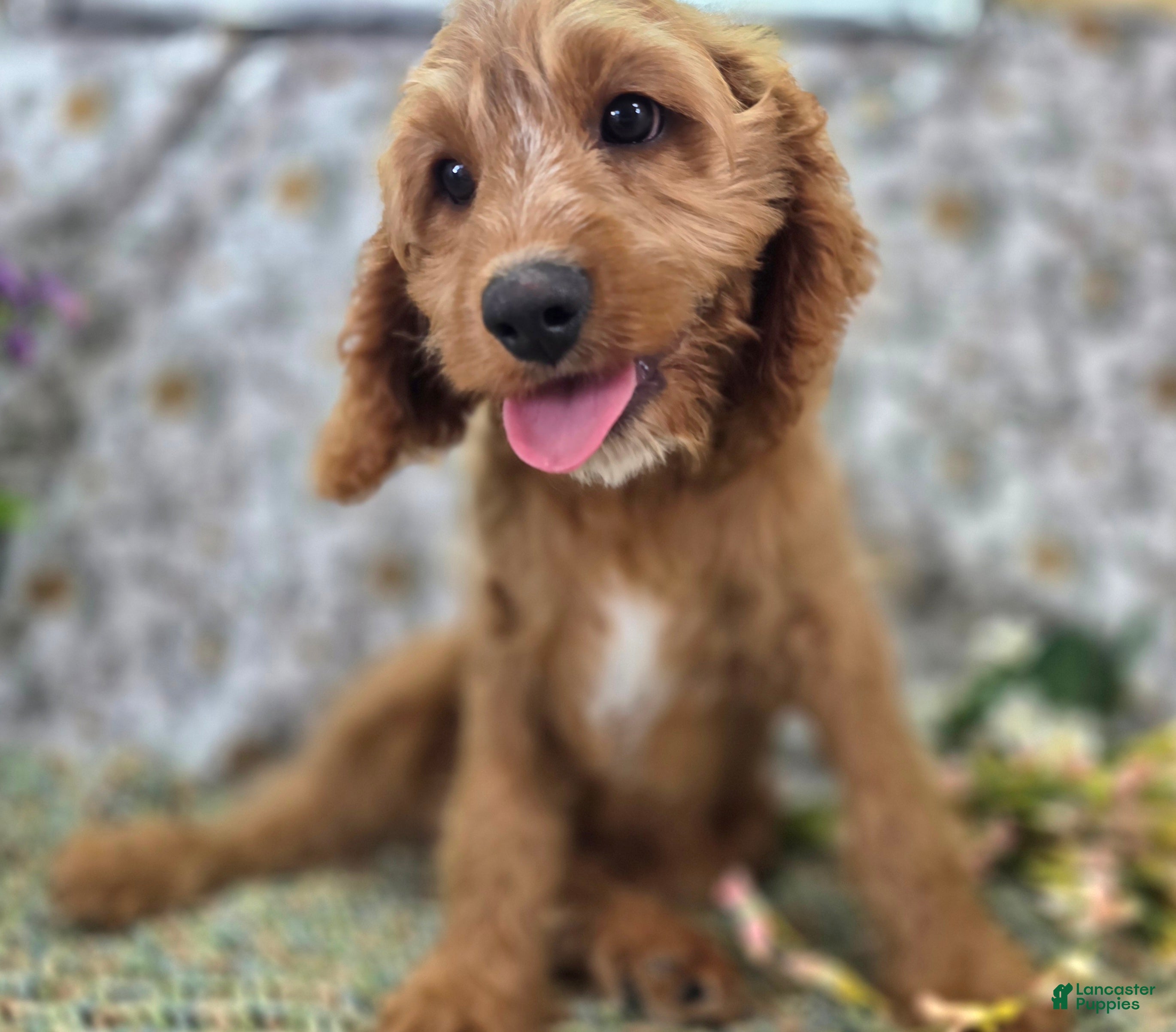 Cavapoo dogs Glacier - Ad 15