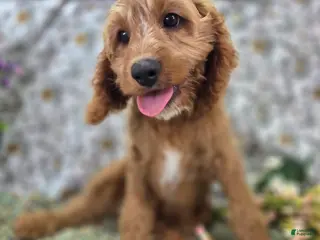 Cavapoo dogs Glacier - Ad 15