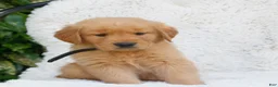 Golden Retriever dogs for sale: Patrick  - Ad 3