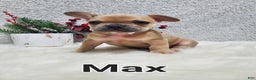 French Bulldog dogs for sale: Max - Ad 7