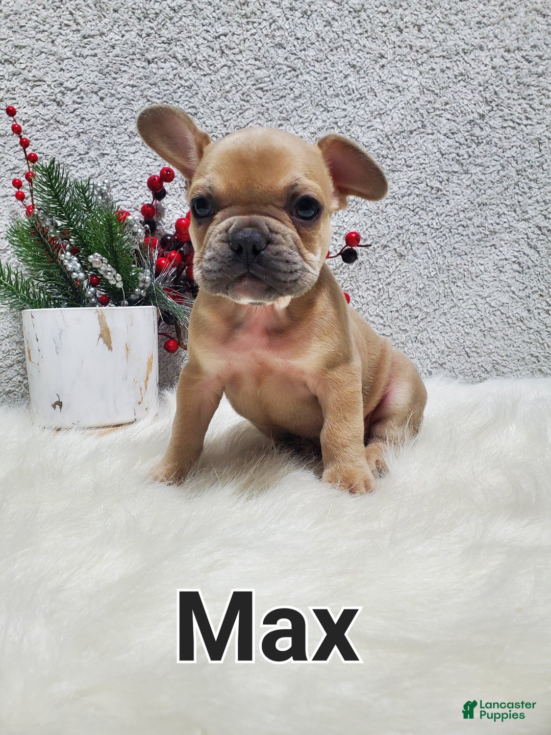 French Bulldog dogs for sale: Max - Ad 7